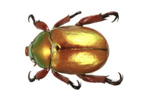 king%20beetle%20Anoplognathus%20viridiaeneus%20dorsal_big